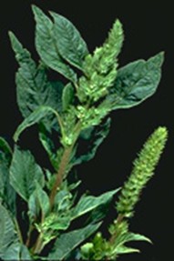 Rastlina Amaranthus caudatus