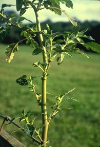 Rastlina Amaranthus caudatus