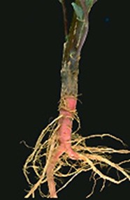 Rastlina Amaranthus caudatus - kořen