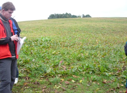 Krmný šťovík v devátém roce vegetace při podzimním obrůstání